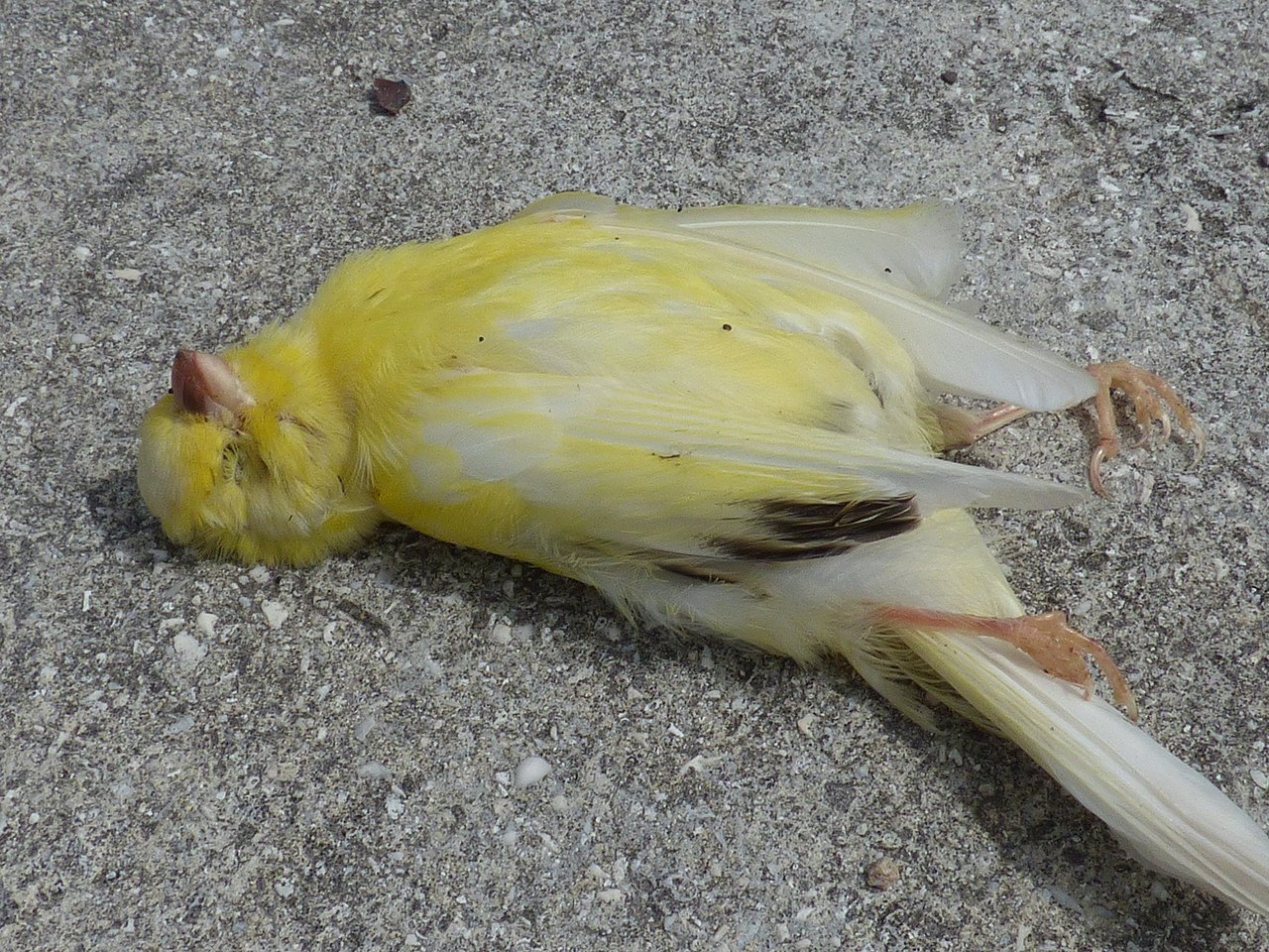 canary die