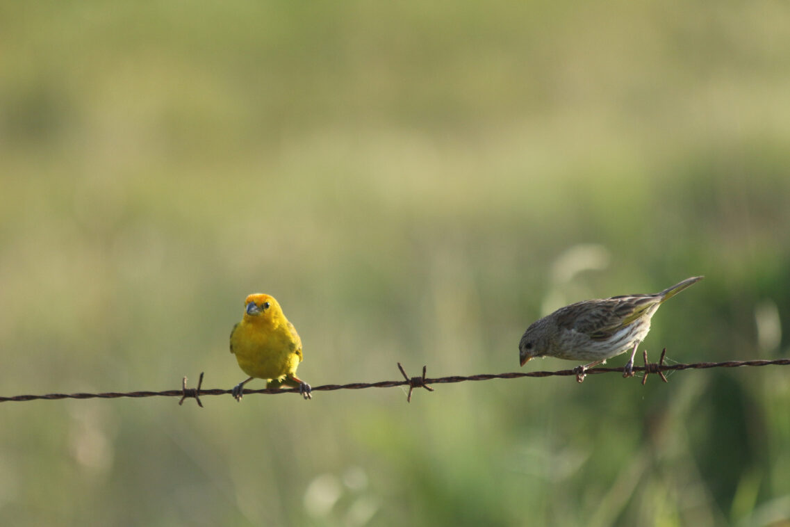 Do Canaries poop