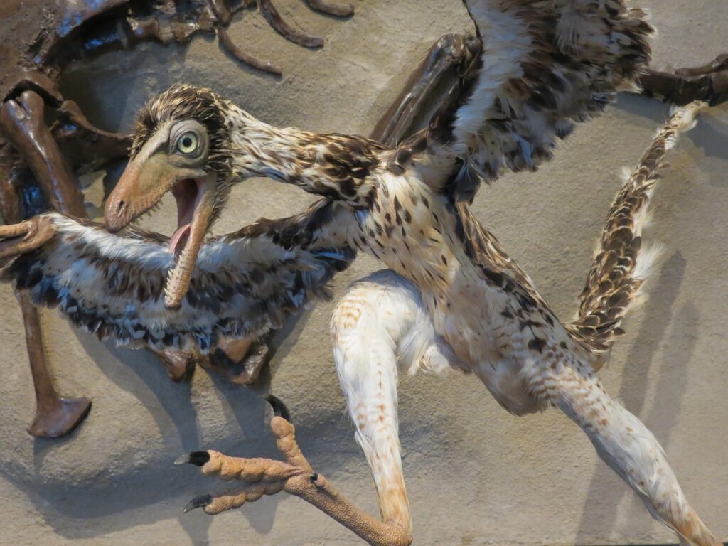 Archaeopteryx bird