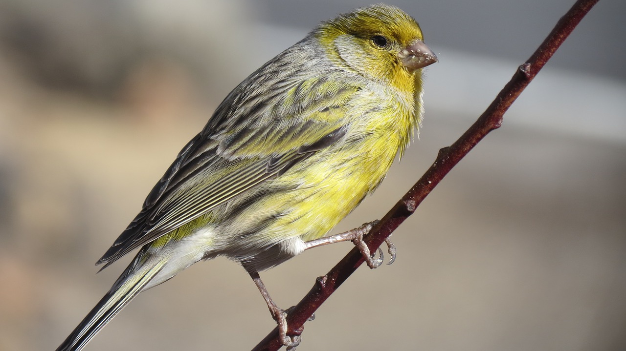 Atlantic canary