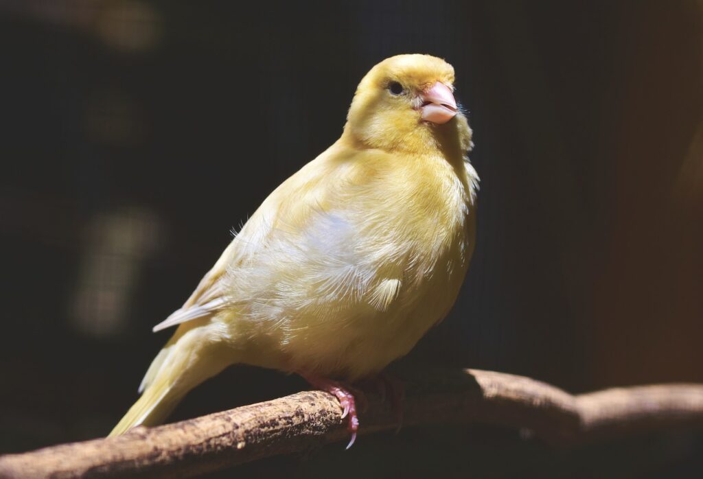 canaries emotions