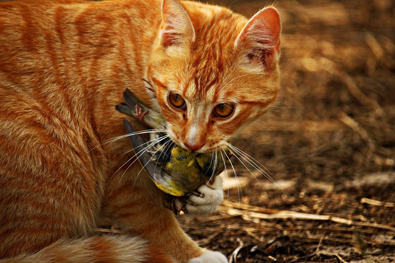 cats and birds live together