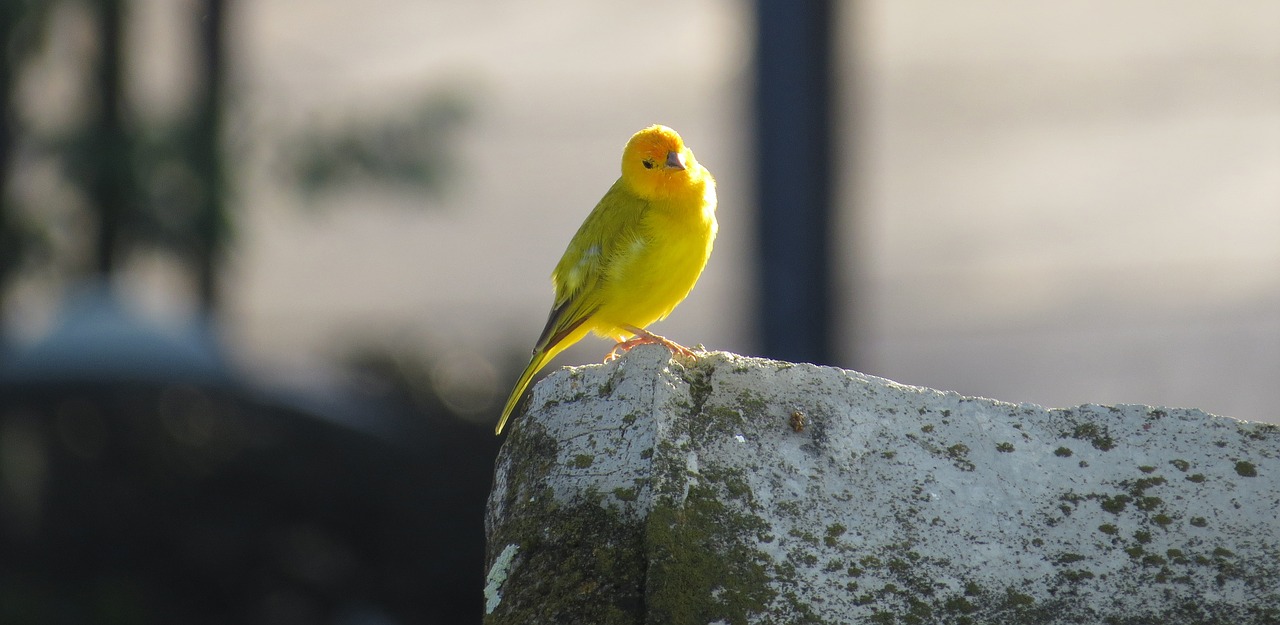 canaries smell