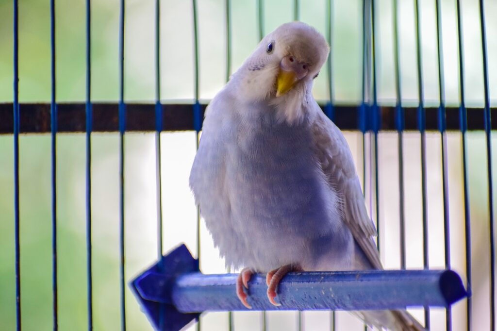 bird in cage