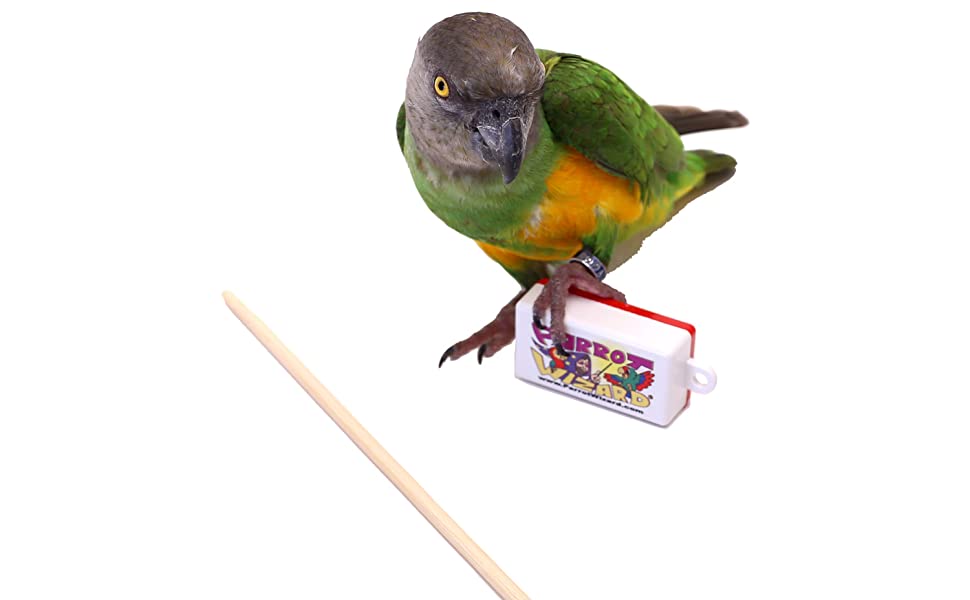 stick training birds