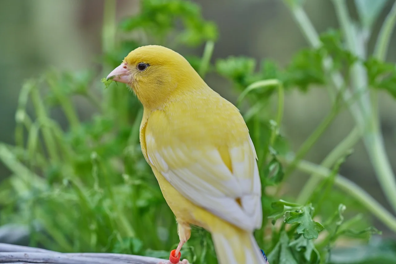 why my canary stopped singing