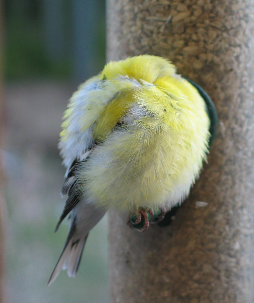 Why do canaries puff up?