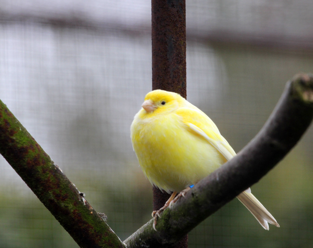 Why do canaries puff up?