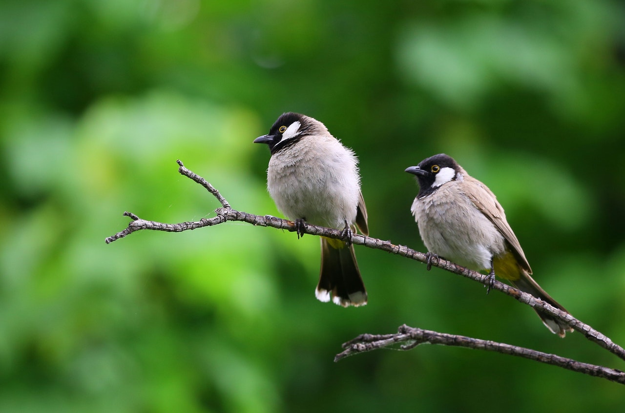 Treating vomiting in birds