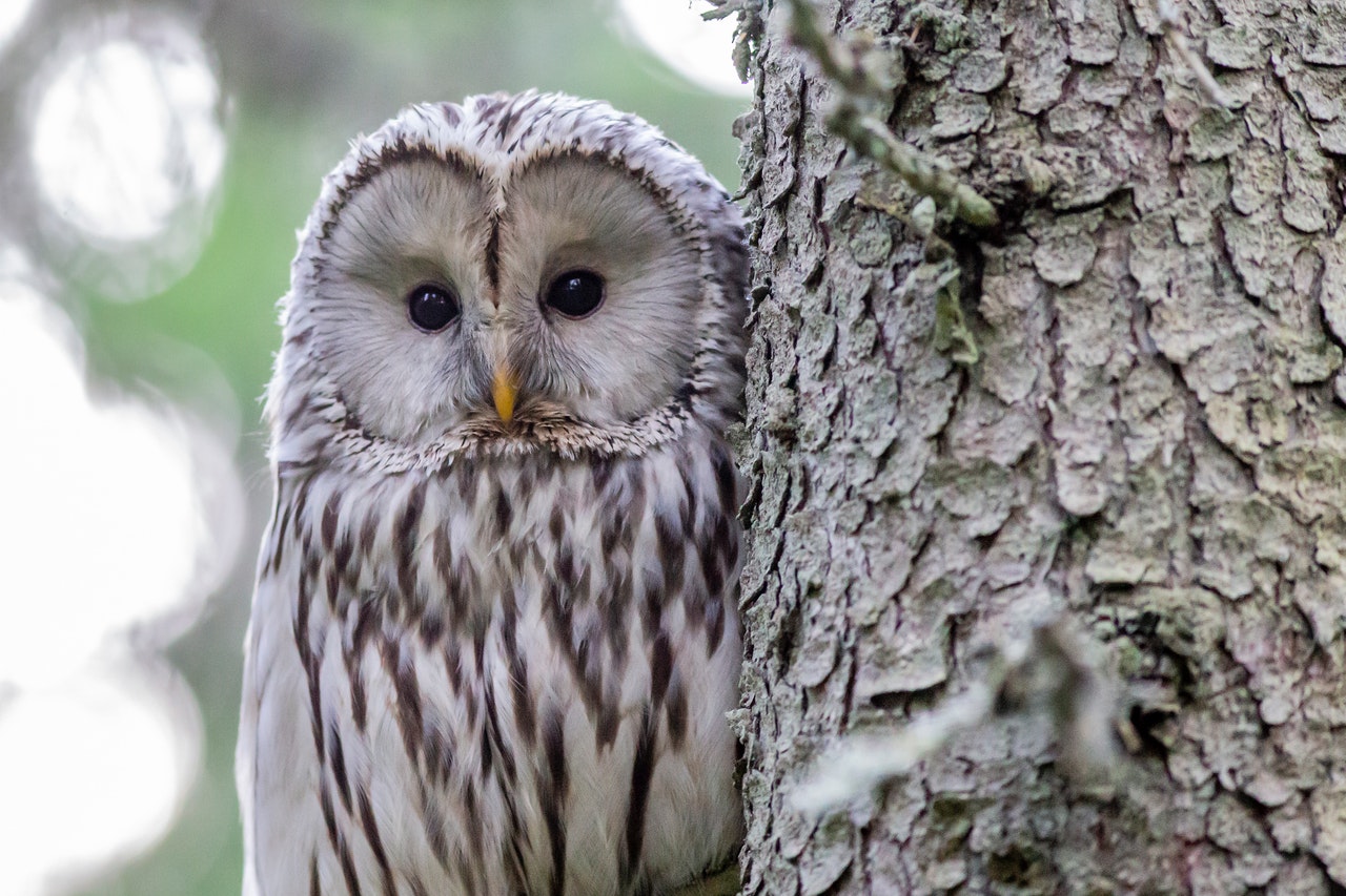 Owl as a House Pet