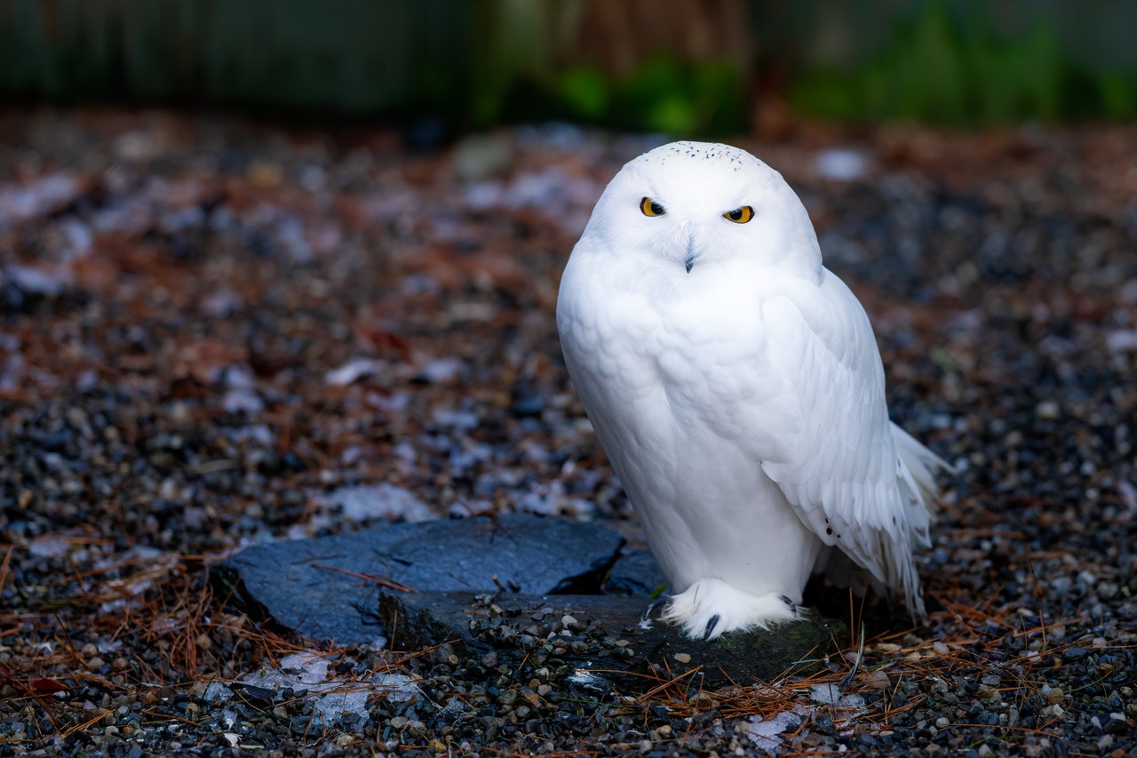 What you need to know about owls as pets