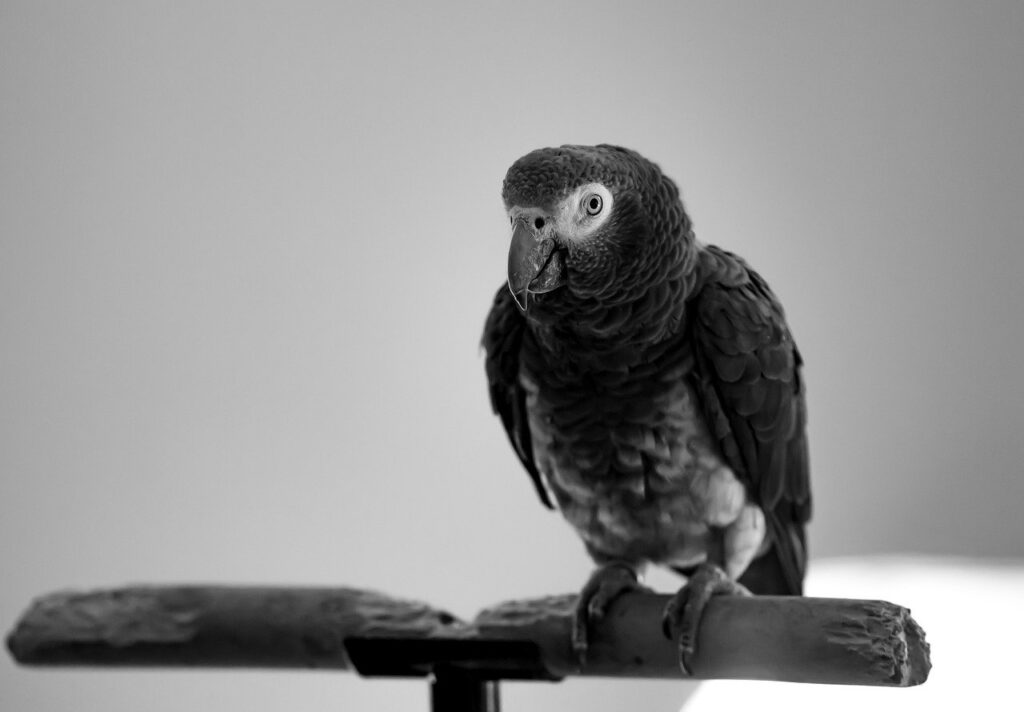 African Grey Parrot