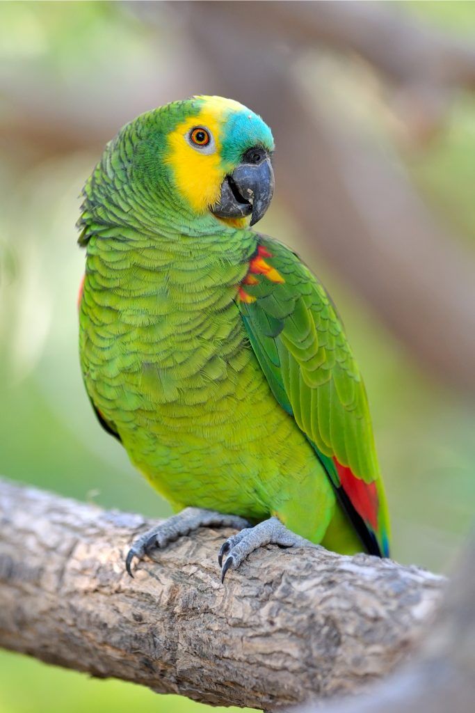 Amazon Parrot