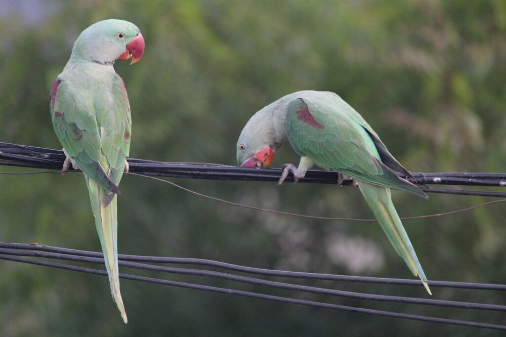 Indian Ring-Necked Parakeet