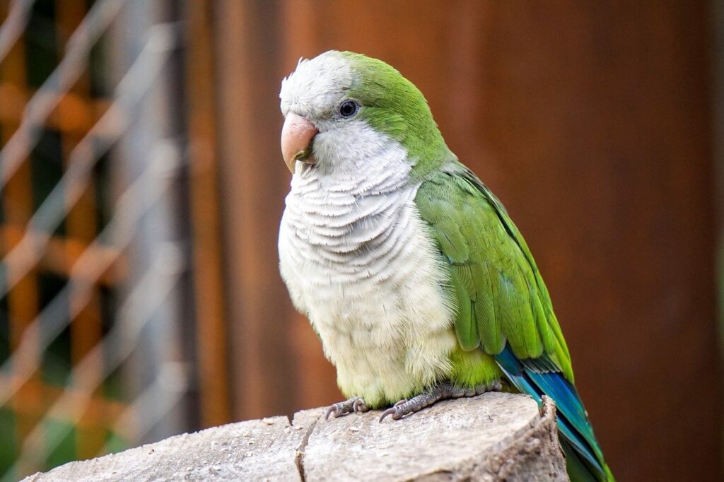 Monk Parakeet