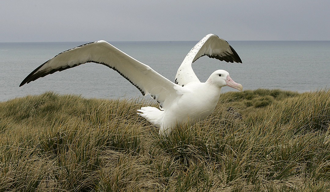 Wandering Albatross - Biggest Wingspan