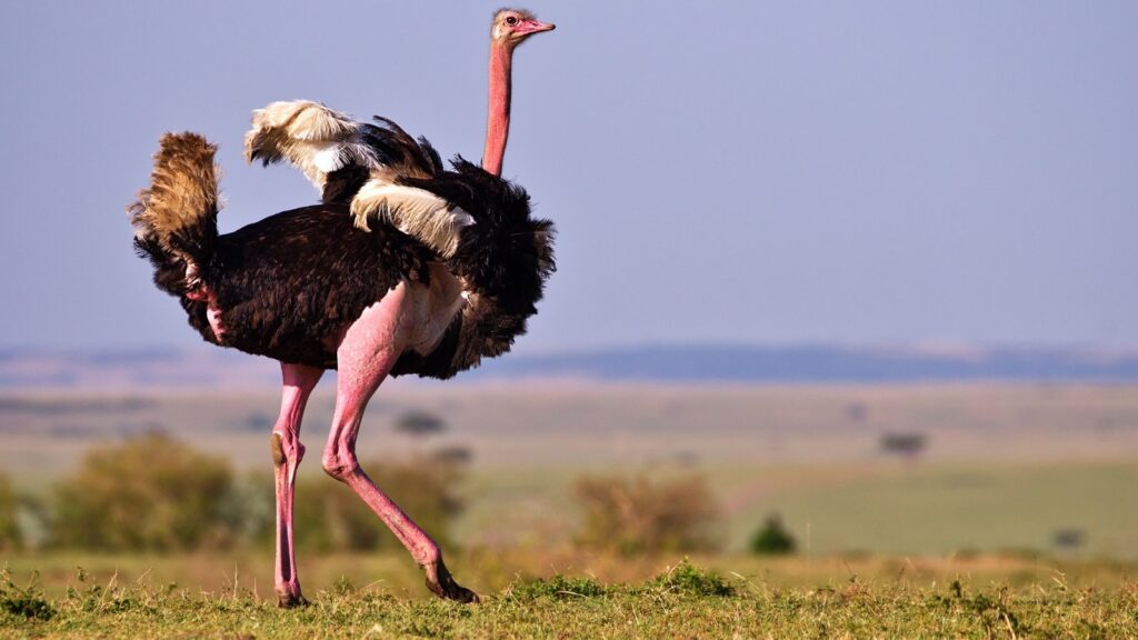 Ostrich (Struthio camelus)