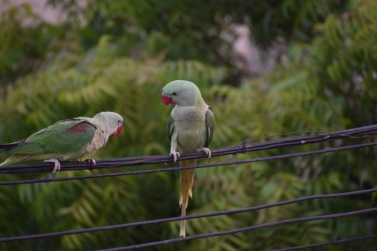 5 Types of Talking Birds