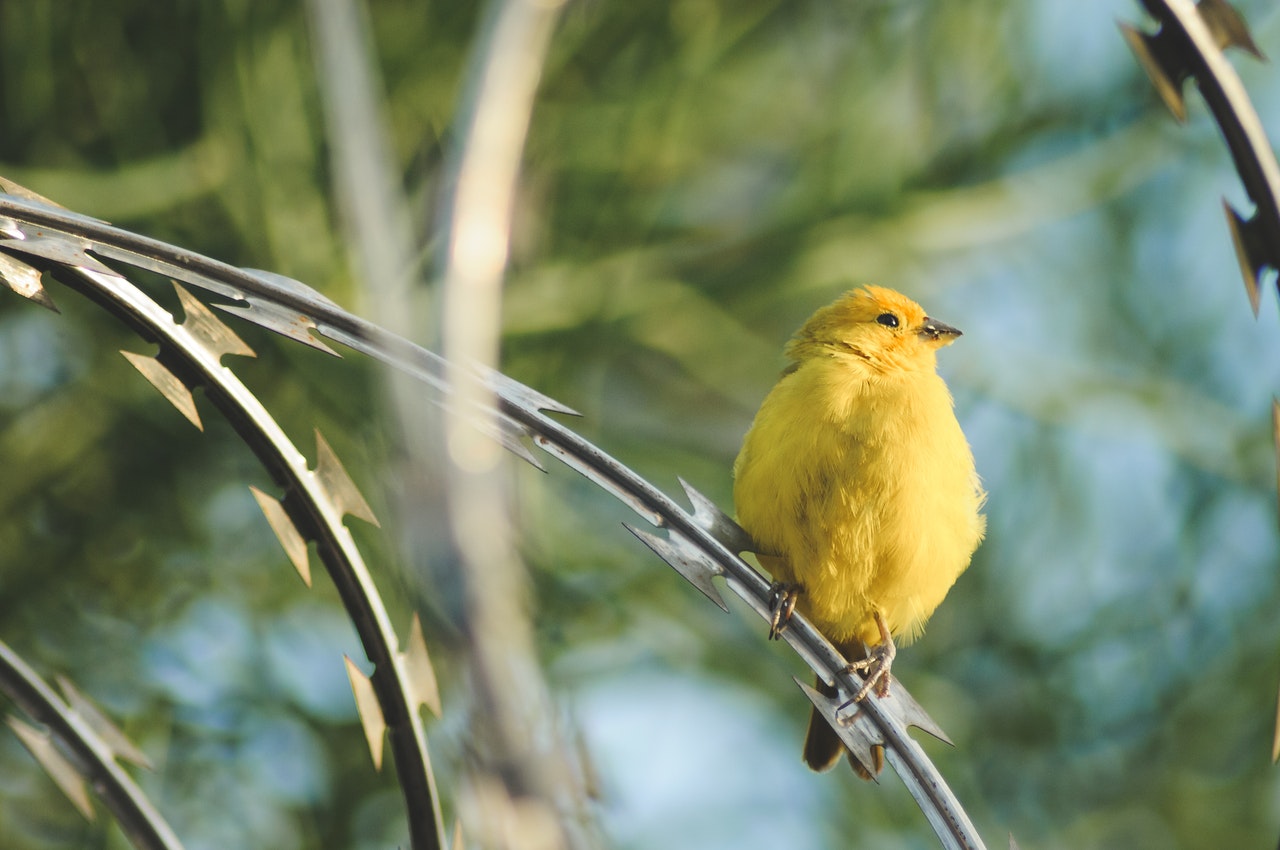 Canary Bird Cost