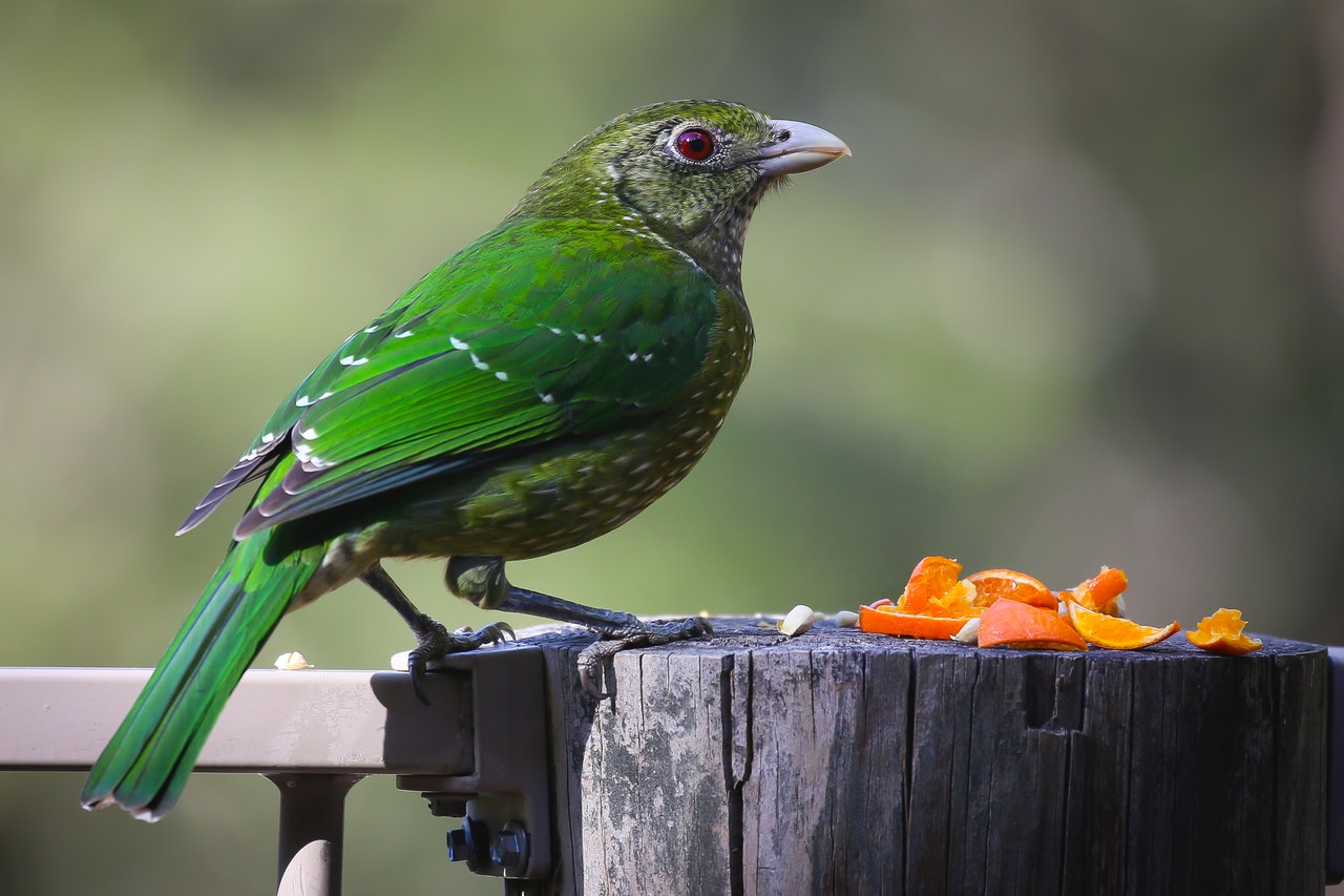 birds food options