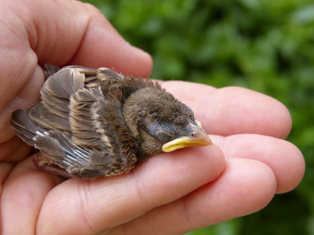 Tips Raising a Baby Bird in Your Home