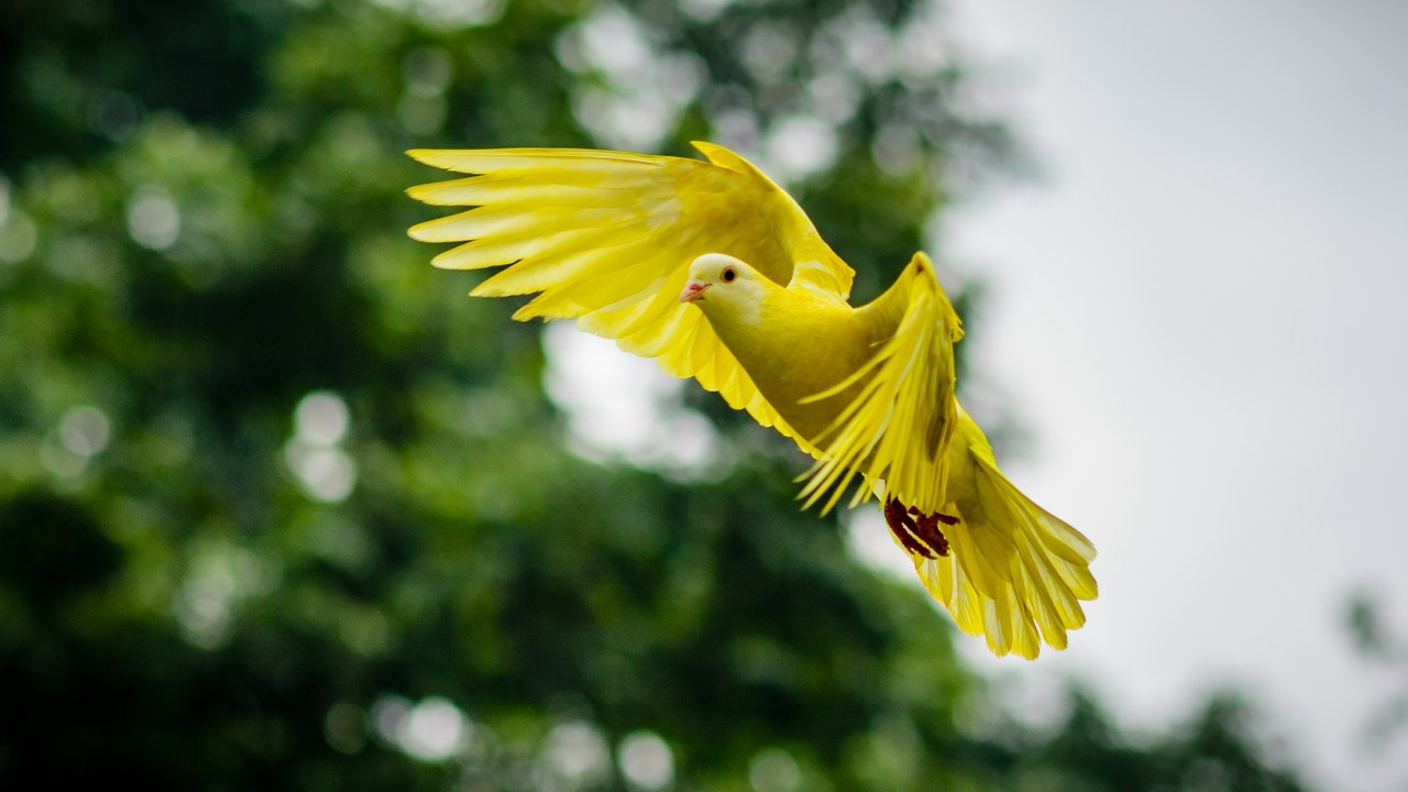 treat the problem of feather picking in birds