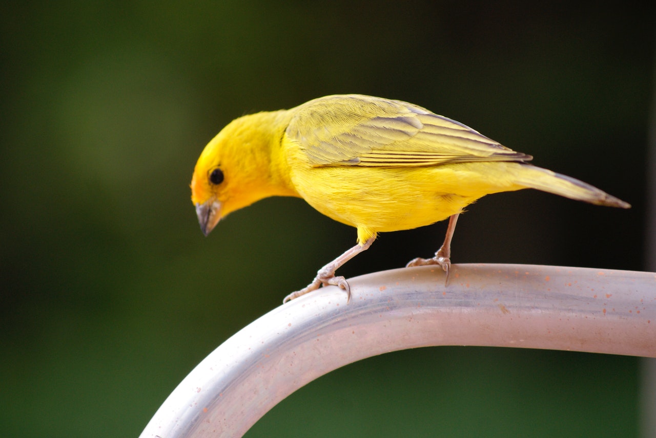 Canaries Good Pets