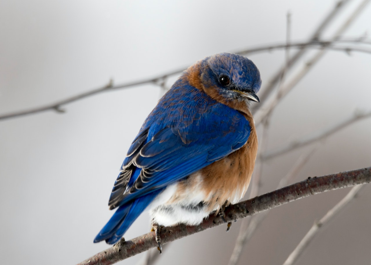 How to Prevent Boredom in Pet Birds