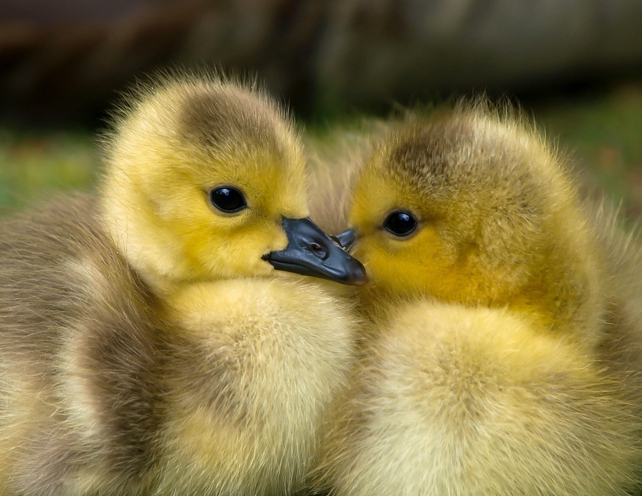 Tips Raising a Baby Bird in Your Home