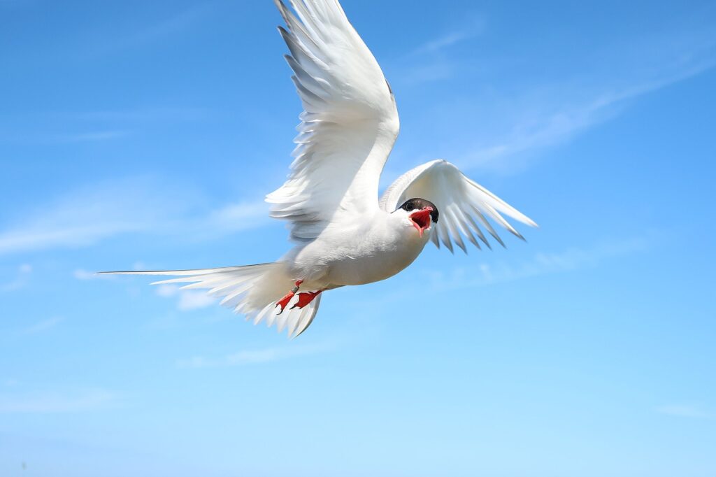 Arctic Tern flying