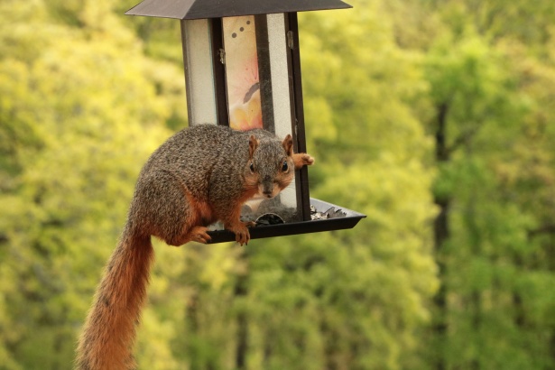 Maintaining a bird feeder