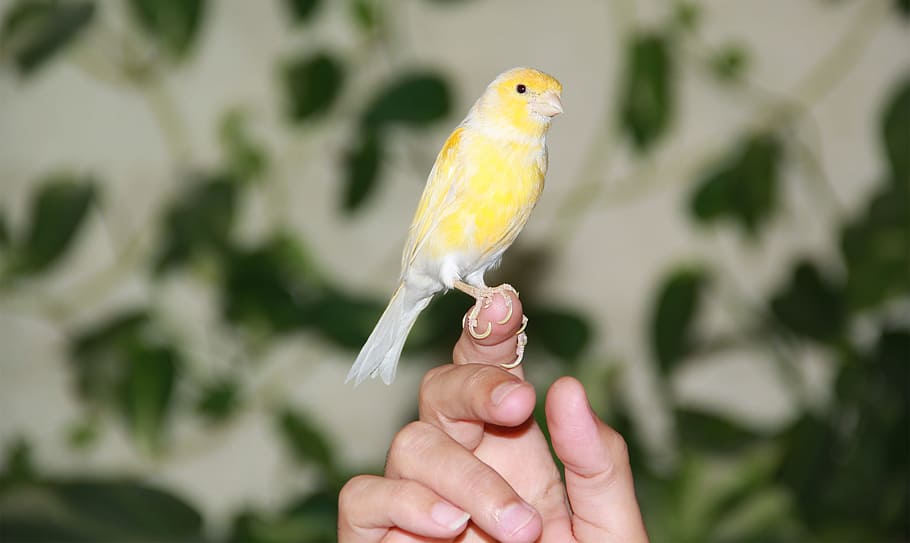 Tame a Canary