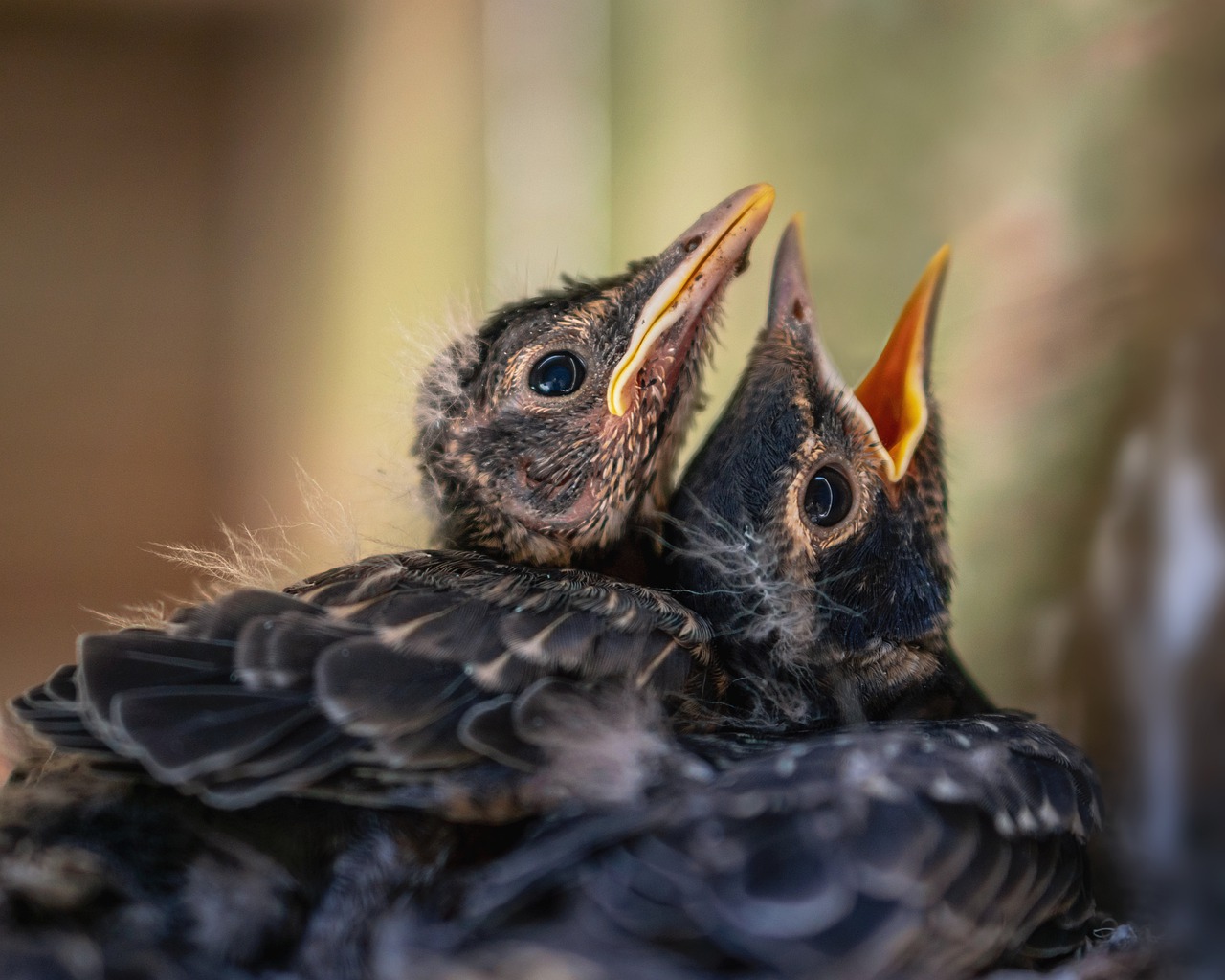 Baby Bird Drink