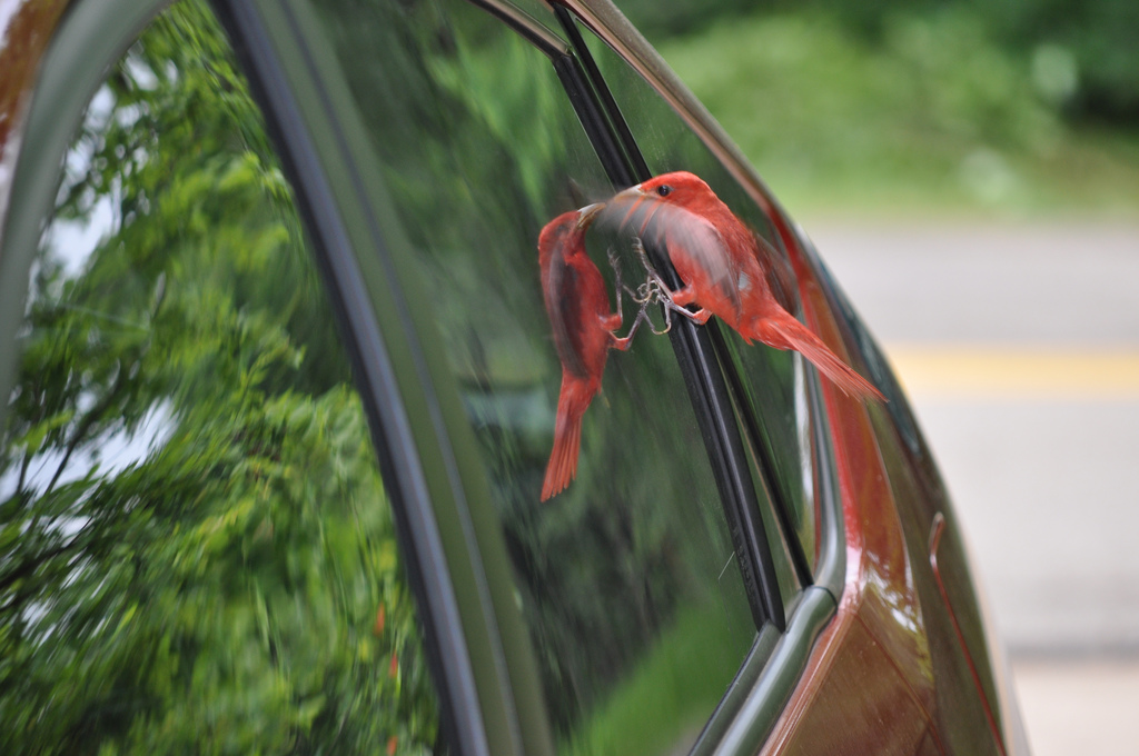 Bird Break Glass