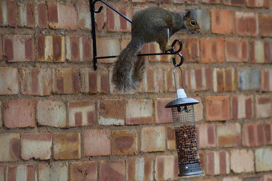 Bird Feeders Attract Rats