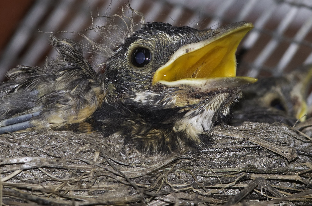 Bird mites