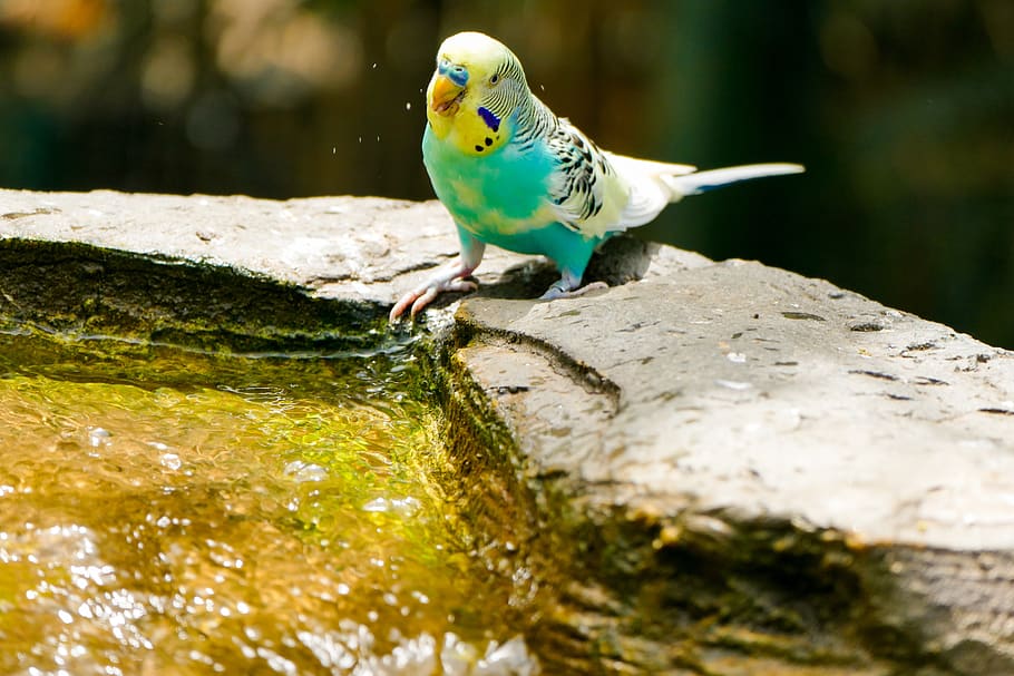 How Often Should Parakeets Drink