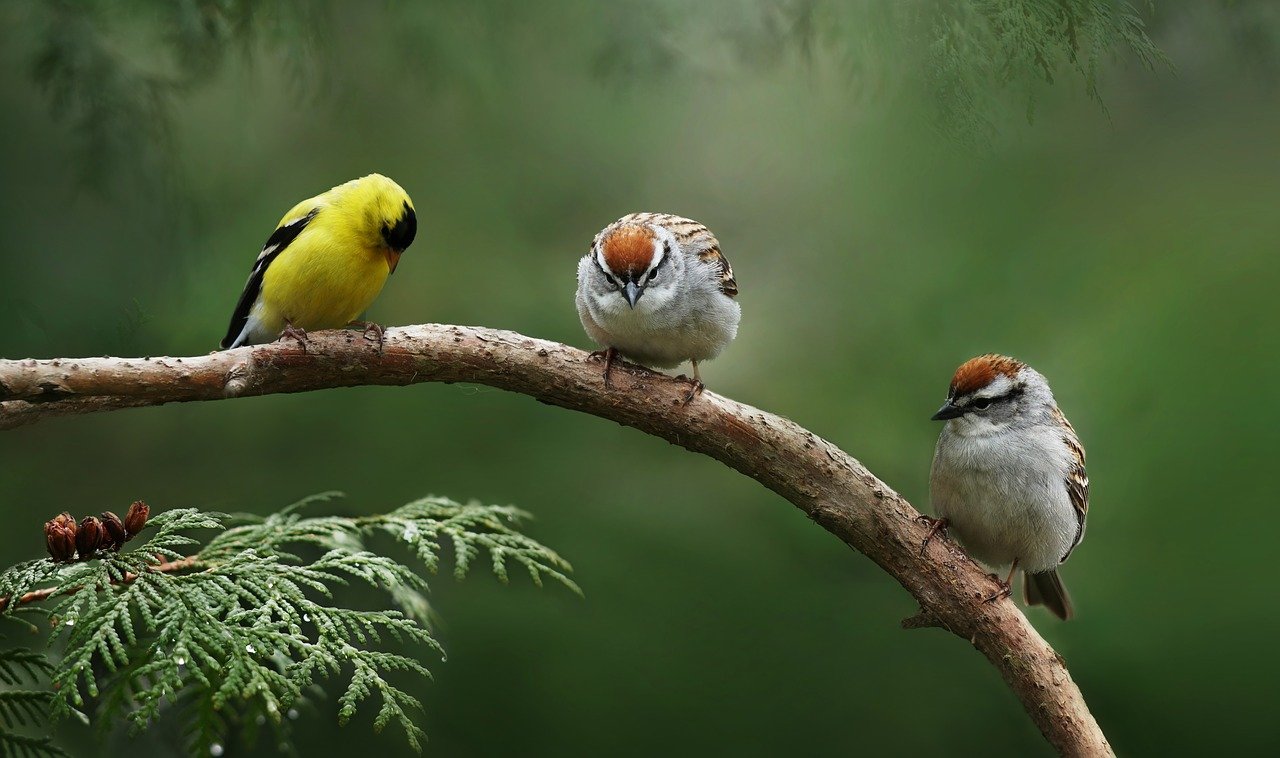 Raise a Goldfinch