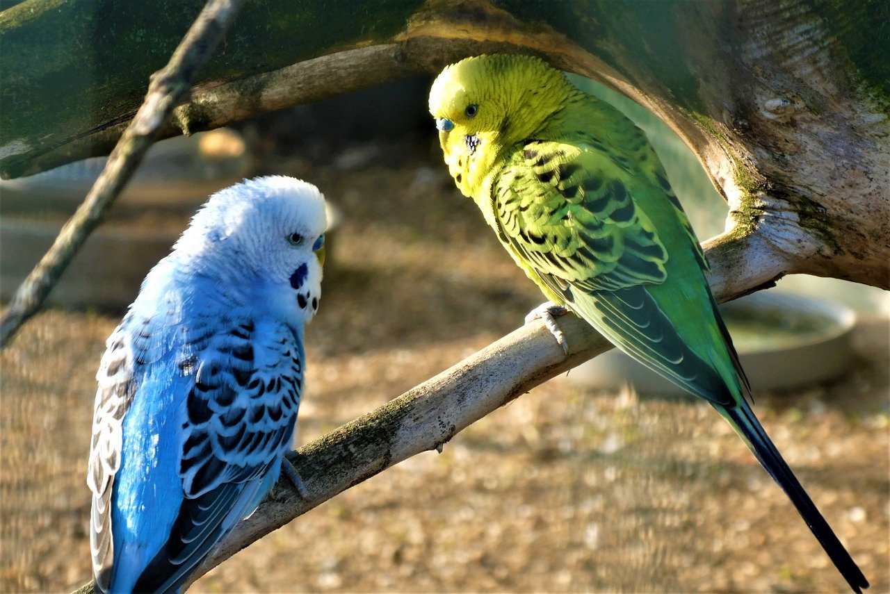 How Long Can Parakeets Go Without Food or Water