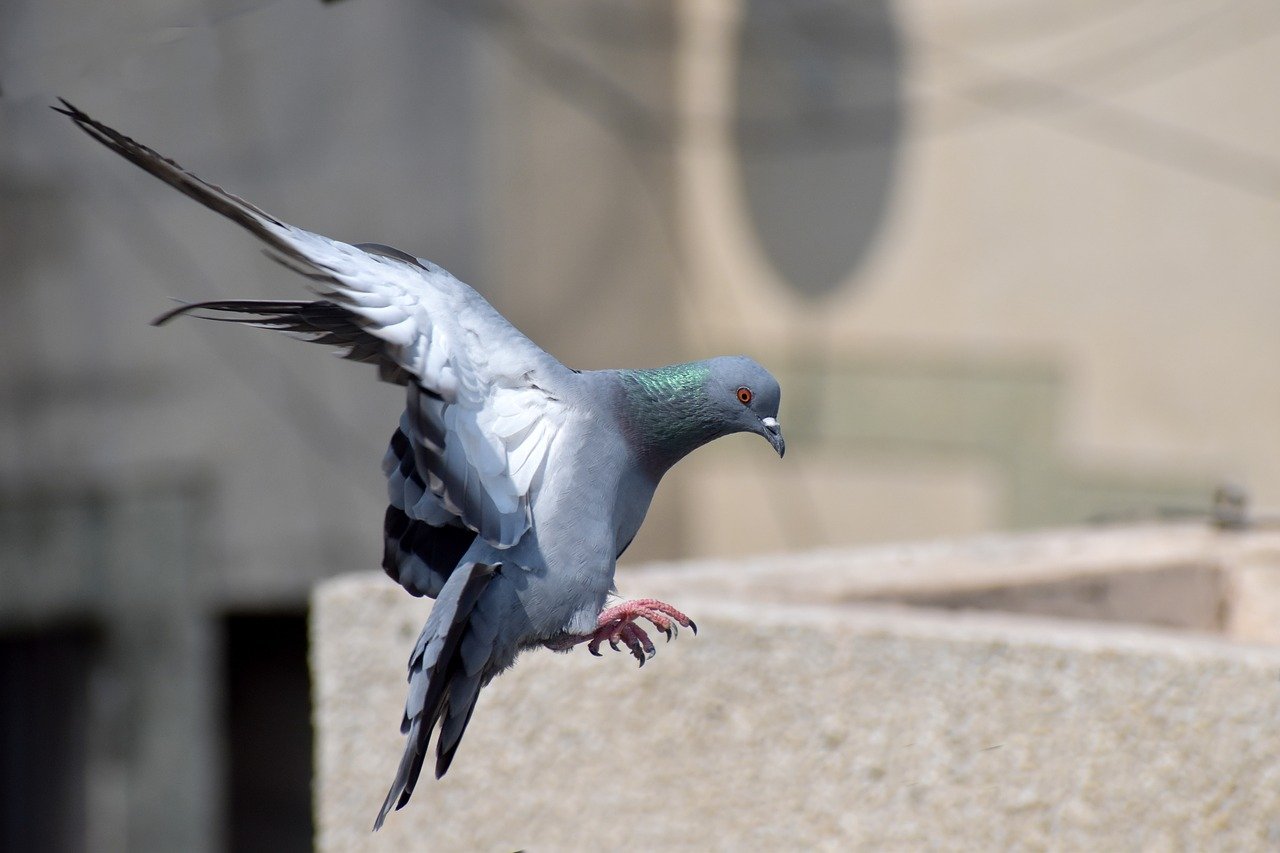 pigeon flying - bird flying