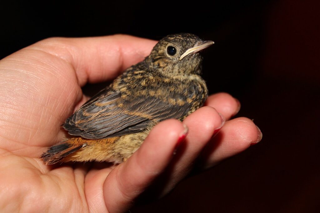 touching sick bird