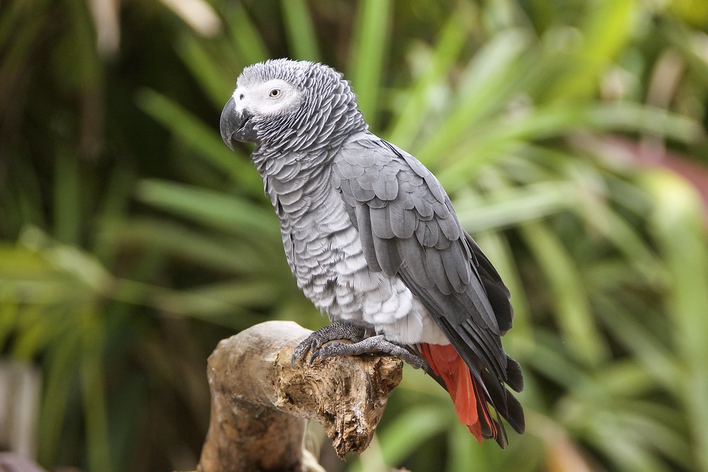 African Greys Talking