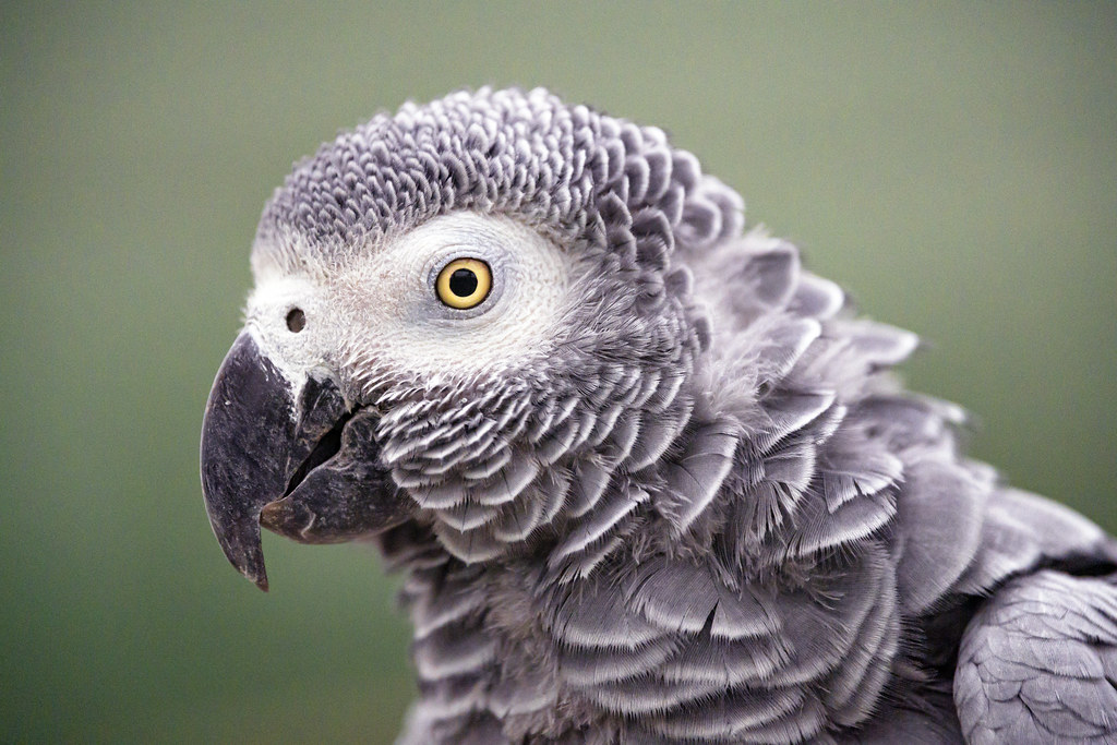 African Greys Start Talking