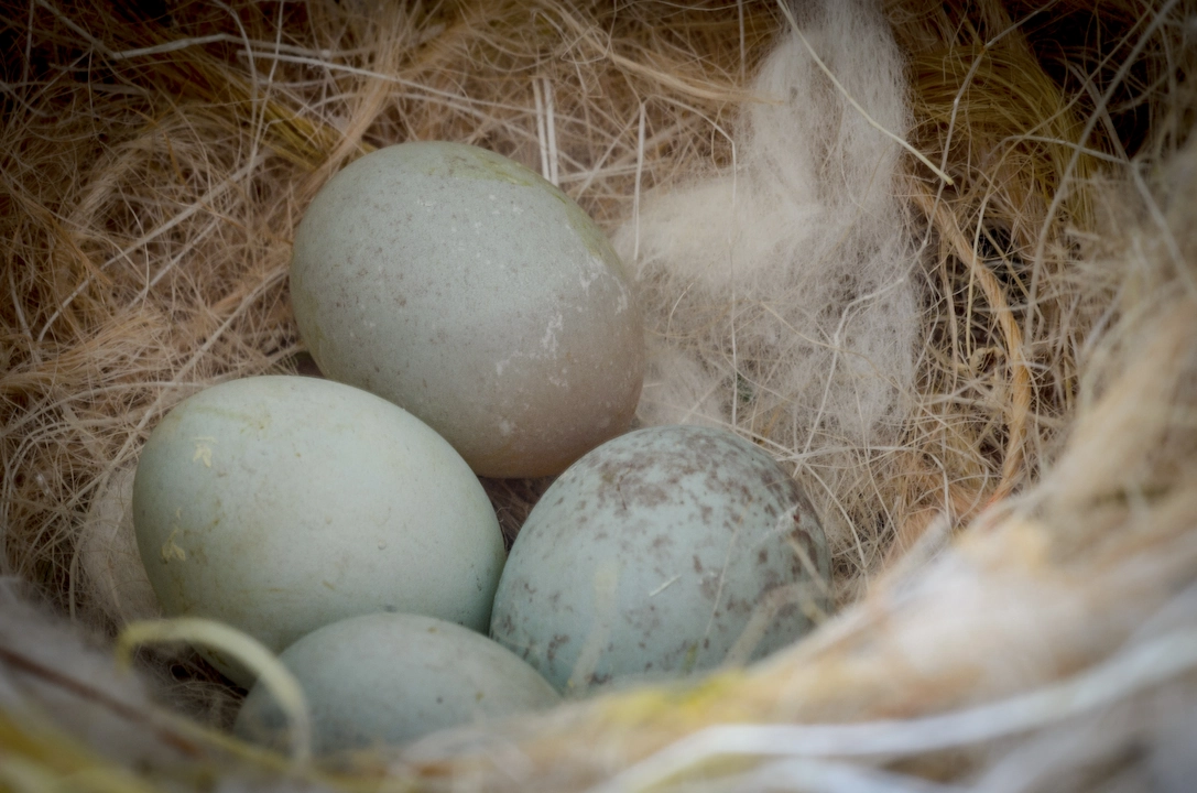 Canaries Lay Eggs