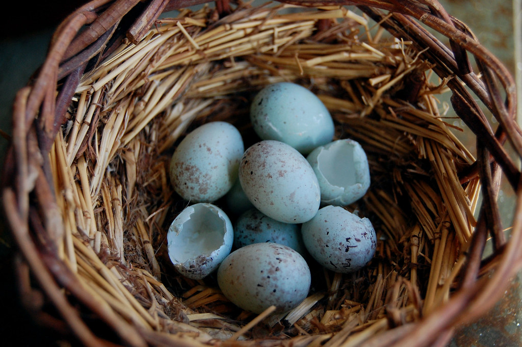 Canary Eggs Hatch