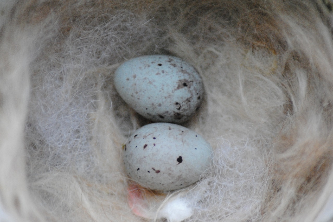 hatch canary egg