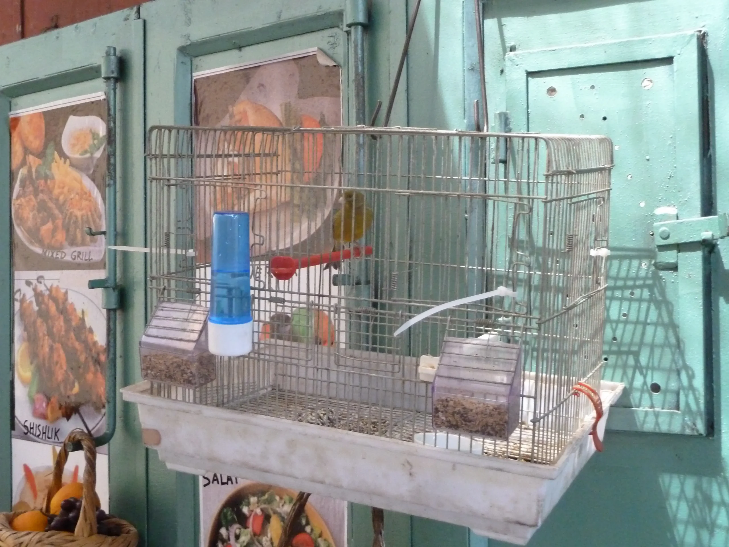 measure bird cage