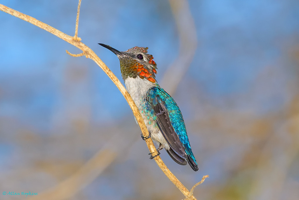 Bee Hummingbird