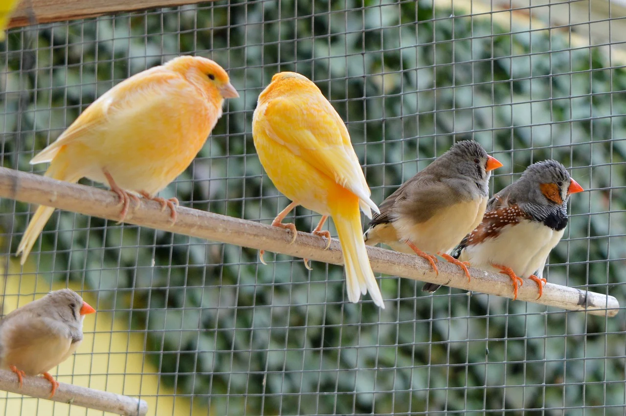 Birds Live Together in an Aviary