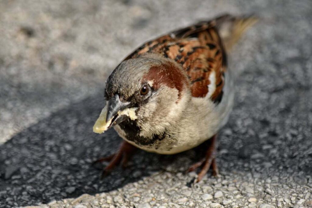 finches eat bread